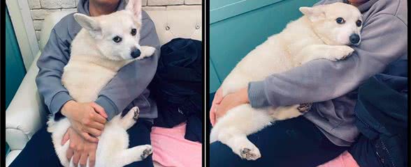 狗狗故意在女主人面前，往老公身上撒娇又舔，这眼神婊里婊气的