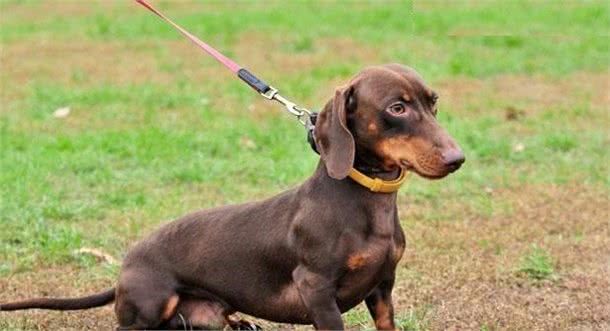 腊肠犬毛色丰富，可谓色彩斑斓，你最喜欢哪种毛色的腊肠犬？