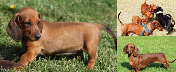 腊肠犬毛色丰富，可谓色彩斑斓，你最喜欢哪种毛色的腊肠犬？