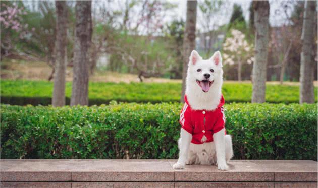 写给宝宝的为什么（67）为什么狗会看门