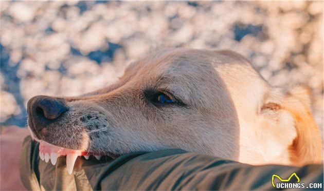 宠物犬经常咬人，这五个原因不可小看，最后一种情况让人害怕