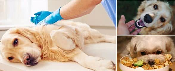 狗狗幸福标准：能够拥有这些东西，对它来说就是最大的幸福