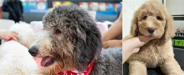 很少人养“巨型贵宾犬”是为什么？最后一点很关键