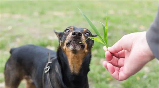 狗狗吃草是随便吃的吗？