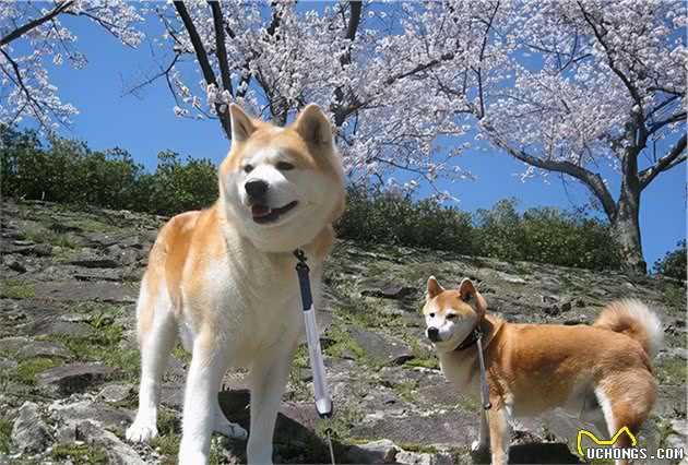 如何挑出一只纯种秋田犬，这些“特征”串串狗都装不来