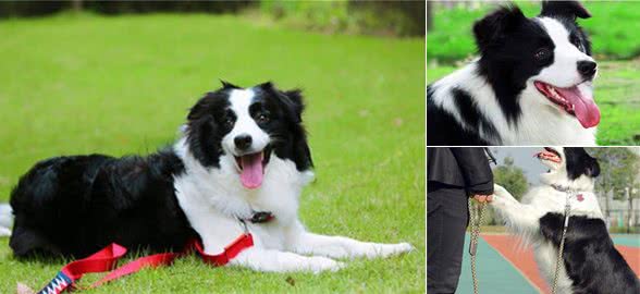 “忽悠”我养边境牧羊犬的人，你们真把我害苦了