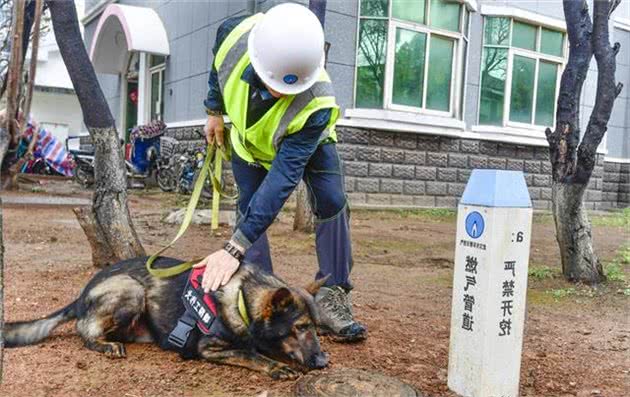 武汉天然气嗅探犬上岗，闻到漏气就刨挖示警