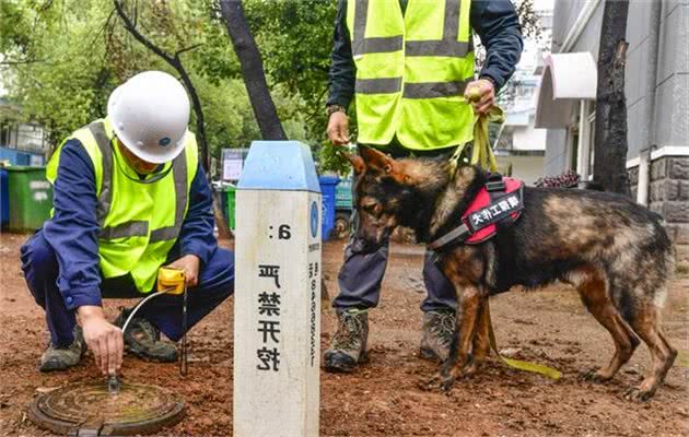 武汉天然气嗅探犬上岗，闻到漏气就刨挖示警