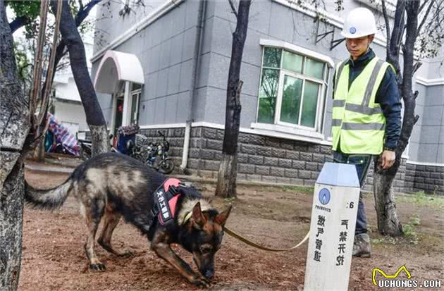 武汉天然气嗅探犬上岗，闻到漏气就刨挖示警