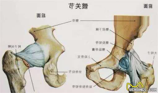 养金毛犬的注意了！这几种疾病正悄悄盯上它，你做好预防措施没？