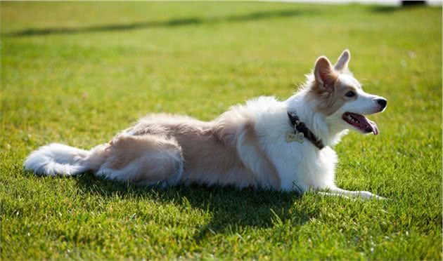 边境牧羊犬三个月怎么训练？宠物资深玩家安利一波干货