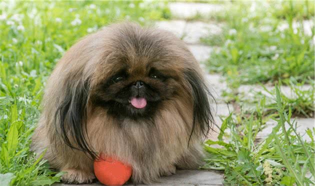 常见家庭的饲养的观赏犬—北京犬（京巴）