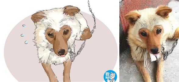 土狗怀孕产下独子，几个月后露出真面目：好像知道你爹是谁了