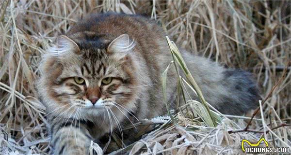 西伯利亚森林猫，犹如雄姿英发的小老虎，威武霸气