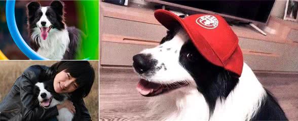 边境牧羊犬的几个小秘密，宠主不一定知道，知道后更想养它了