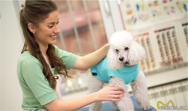 如果贵宾犬有这几种行为，宠主真该好好奖励它了