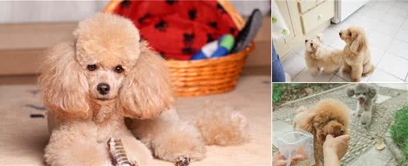 如果贵宾犬有这几种行为，宠主真该好好奖励它了