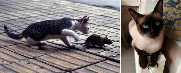 最“通人性”的6种猫，养上其中一只就有福了
