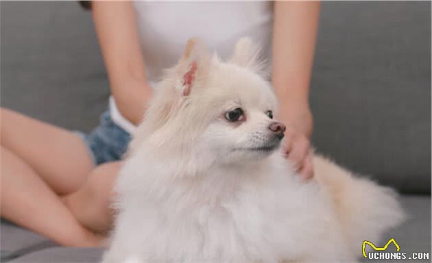 自从养了博美犬，就很难对其他狗狗动心