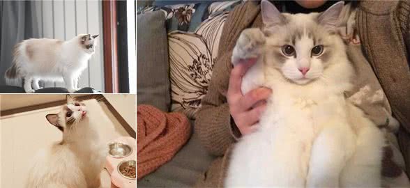 自从养了布偶猫,就很难对其他猫咪心动了