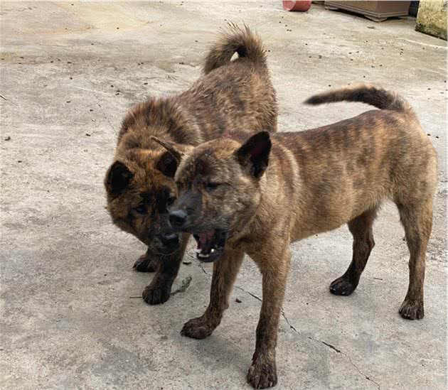 十斑九猎，为民除害，好猎犬是跑山人最好伙伴