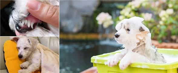 做好这5点,没人敢说你家的是“臭狗”