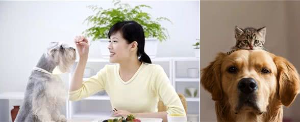 狗狗舔脚垫,铲屎官们不以为然?错!