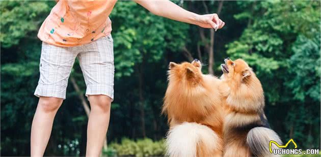 即使陌生人十分友好，但狗狗依旧会保持警惕，它们感受不到善意吗