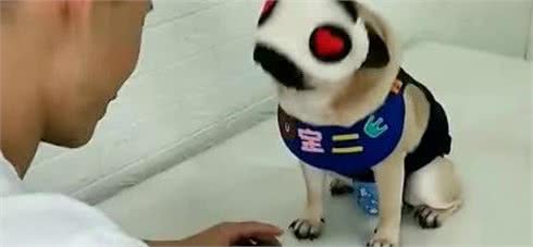 狗子在家寂寞,乱咬东西怎么办?