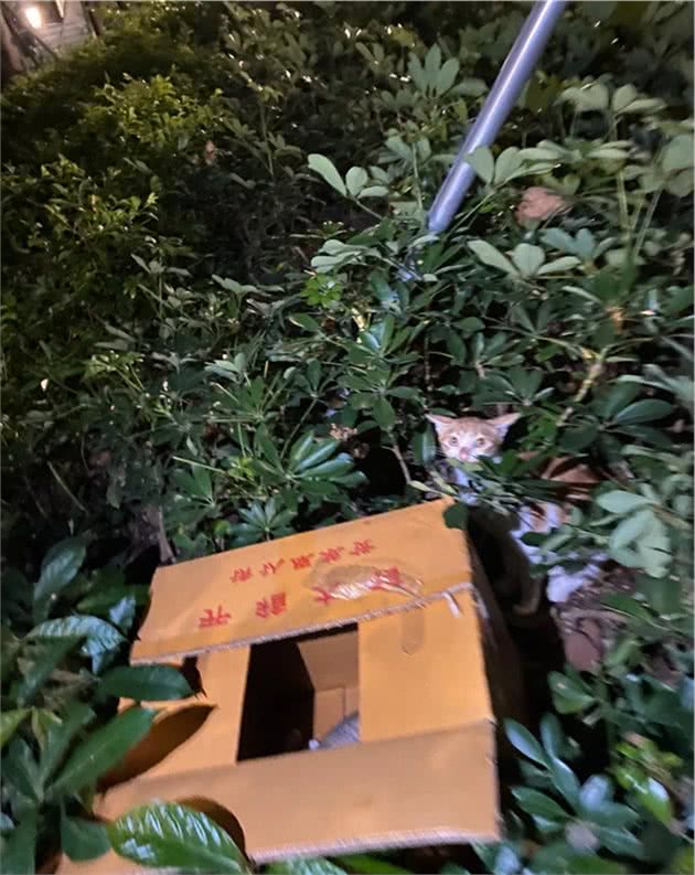 猫妈妈和四只小猫被丢弃在草丛中，猫咪满眼泪水：帮帮我们