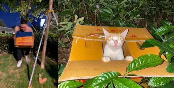 猫妈妈和四只小猫被丢弃在草丛中，猫咪满眼泪水：帮帮我们