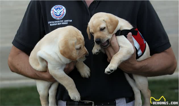 不合格警犬开放领养，网友们眼都直了：这都是哪里来的小可爱