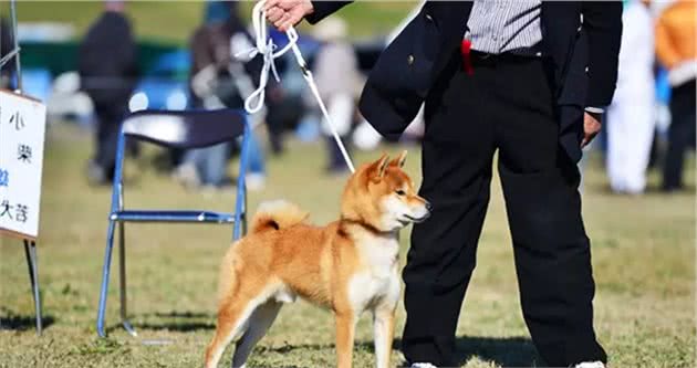 为什么说狗绳是资深柴犬玩家的象征