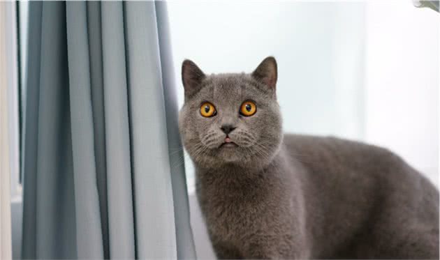 这些常见的猫咪你都认识吗？