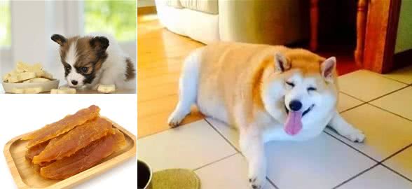 怎样科学给狗狗喂零食？4大注意事项！