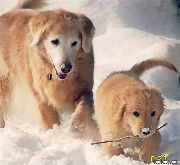 萌宠百科—金毛寻回犬（GoldenRetriever）