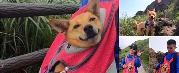 田园犬被主人宠成宝贝，爬山时将20斤狗狗背在胸前