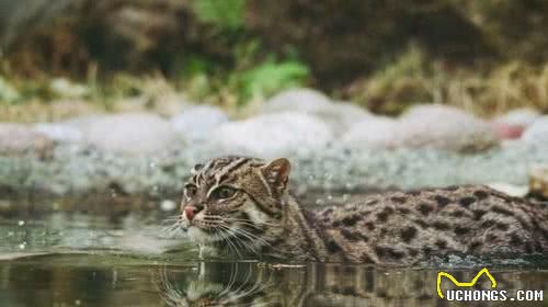 5种喜爱玩水的小猫咪，泡澡小菜一碟，游泳比孙杨还快