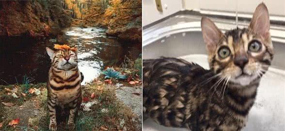 5种喜爱玩水的小猫咪，泡澡小菜一碟，游泳比孙杨还快