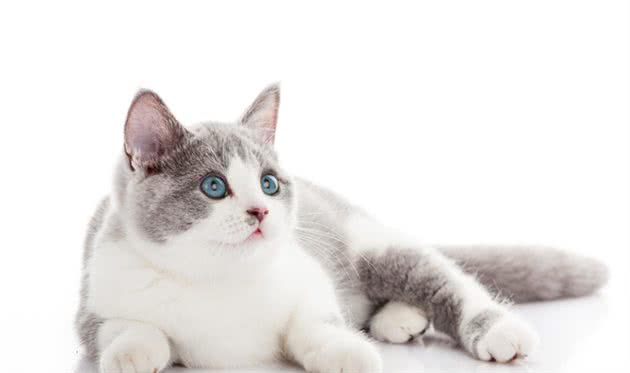 猫咪怀孕不要急，做好这些就够了