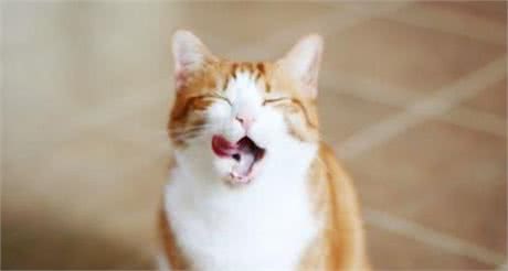 猫咪怀孕不要急，做好这些就够了
