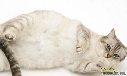 猫咪怀孕不要急，做好这些就够了