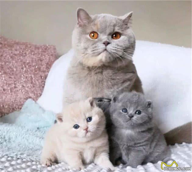 猫咪怀孕不要急，做好这些就够了
