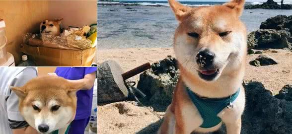 超胆小狗狗害怕打针，狗狗在兽医面前吓到挺尸……