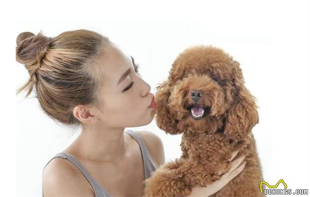 泰迪犬的7种“性格解析”，你家属于哪种？