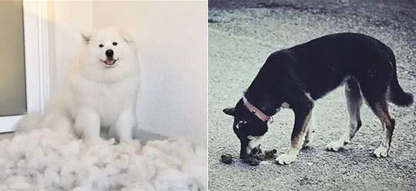 狗狗缺乏微量元素，5大表现