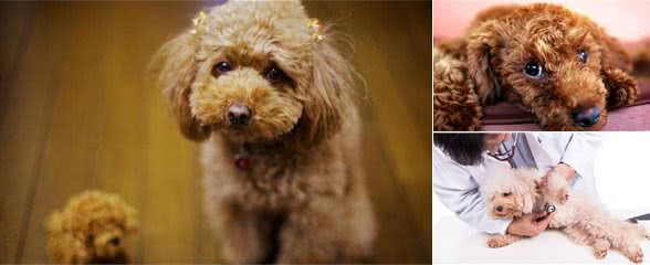 泰迪犬出现这6个特征，说明它很痛苦，赶紧“救救”它吧