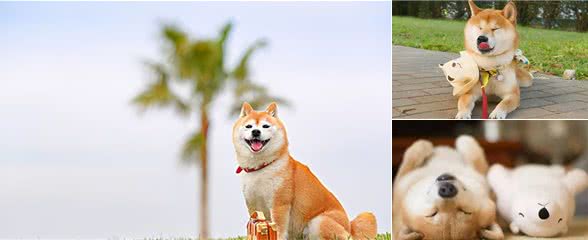 想让自己的柴犬学会技能，有哪些高效率的训练方法？