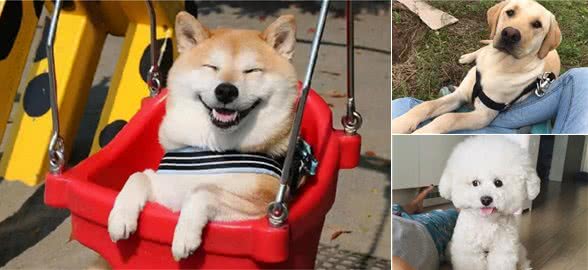犬界6大“暖男狗”，脾气超级好，从来不乱发脾气