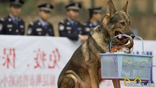 中国的工作犬—昆明犬